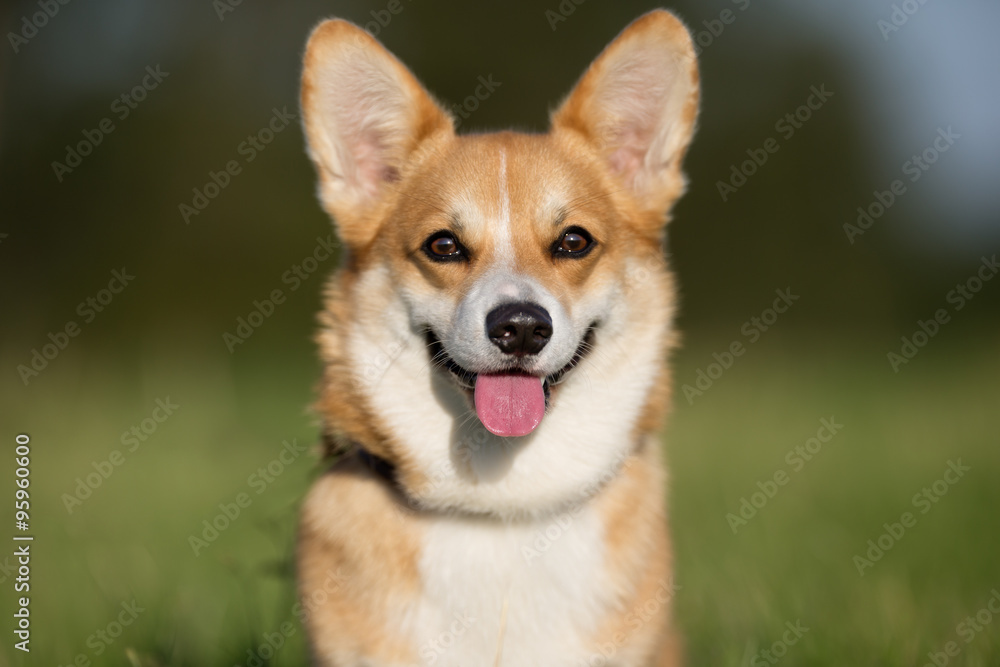 Welsh corgi dog Welsh corgi dog