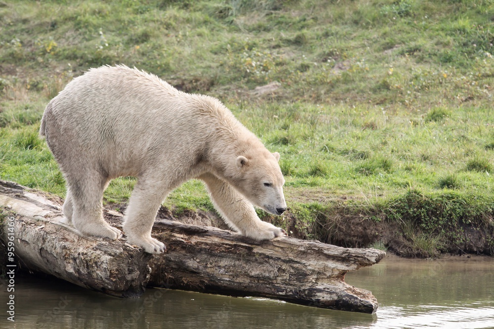Fototapeta premium White polar bear in nature 