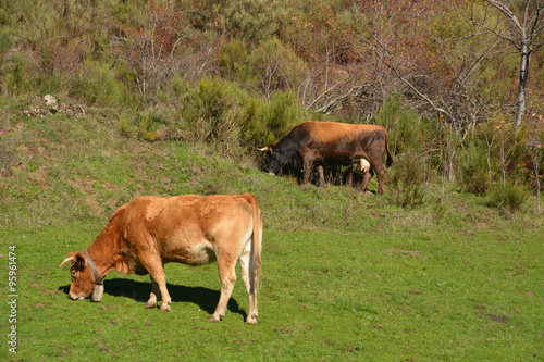vacas pastando en un prado verde