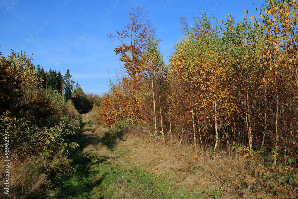 Fototapeta premium Herbstlicher Buchenwald