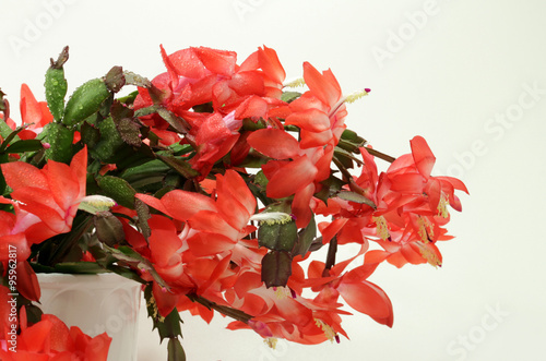 schlumbergera der Weihnachtskatus photo