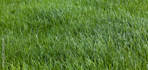 Grass. Green meadow. grass texture © EwaStudio