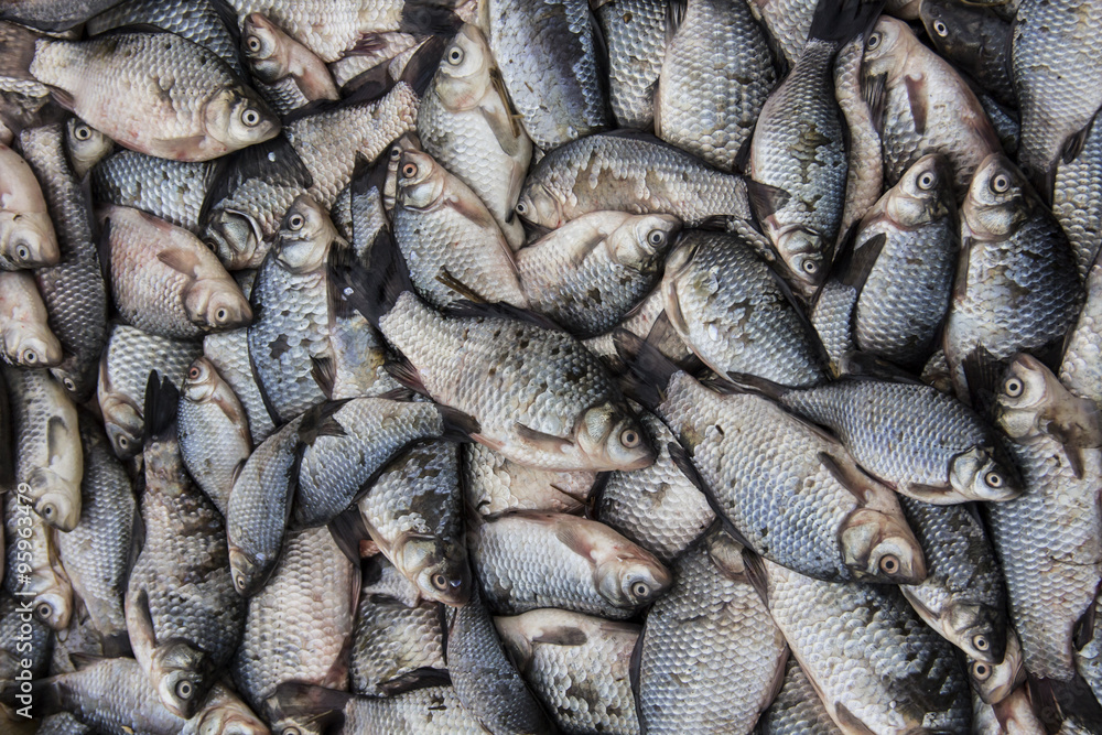 Obraz premium fresh limnetic yield of crucian carp on the market stall