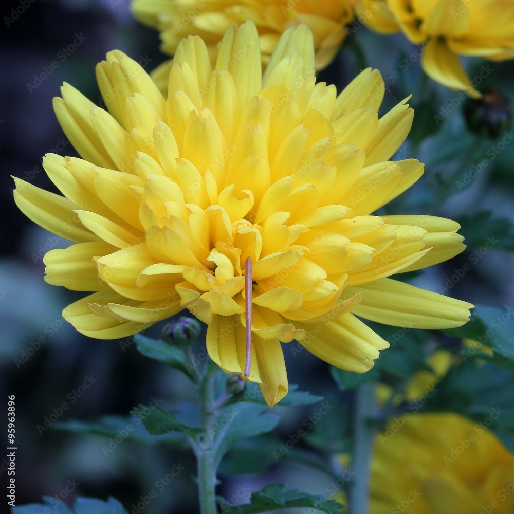 Fototapeta premium Chrysanthemum