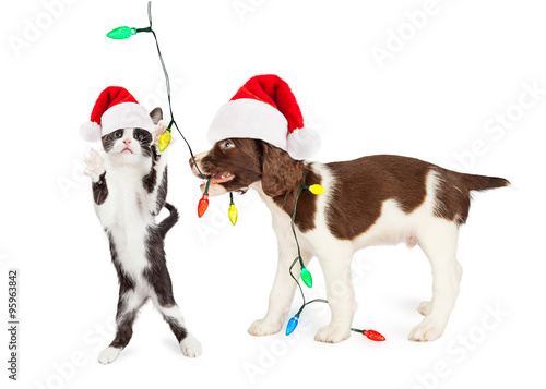 Fototapeta Naklejka Na Ścianę i Meble -  Cute Kitten and Puppy Playing With Christmas Lights