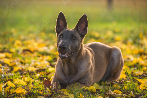 Belgian Malinois dog in yellow autumn leaves