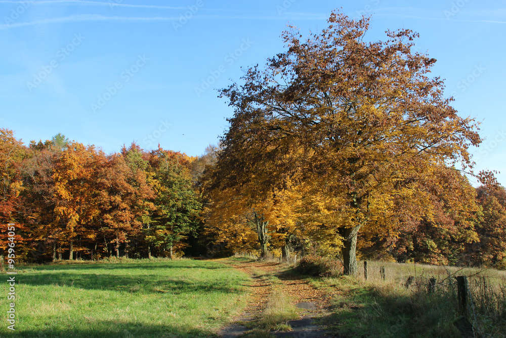 Herbstliche Landschaft mit Baum