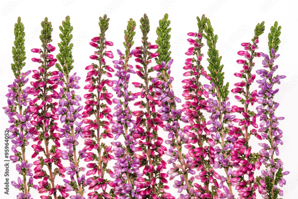 common heathers in a row on a white background common heathers in a row on a white background