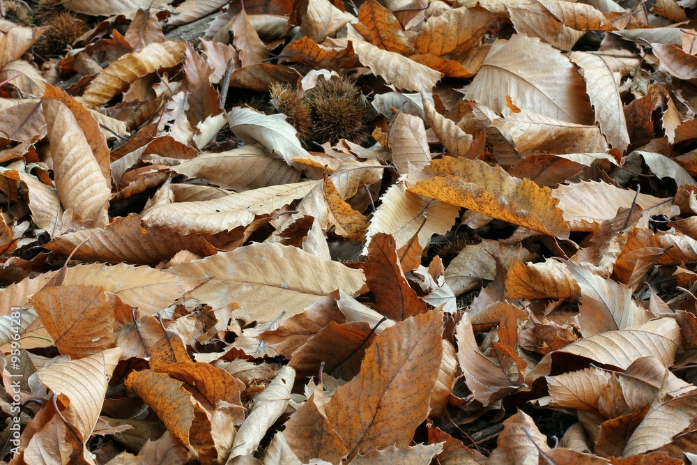 Fallen leaves Fallen leaves