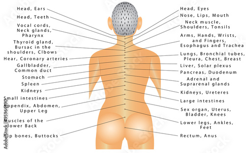 Spine - organ correlation