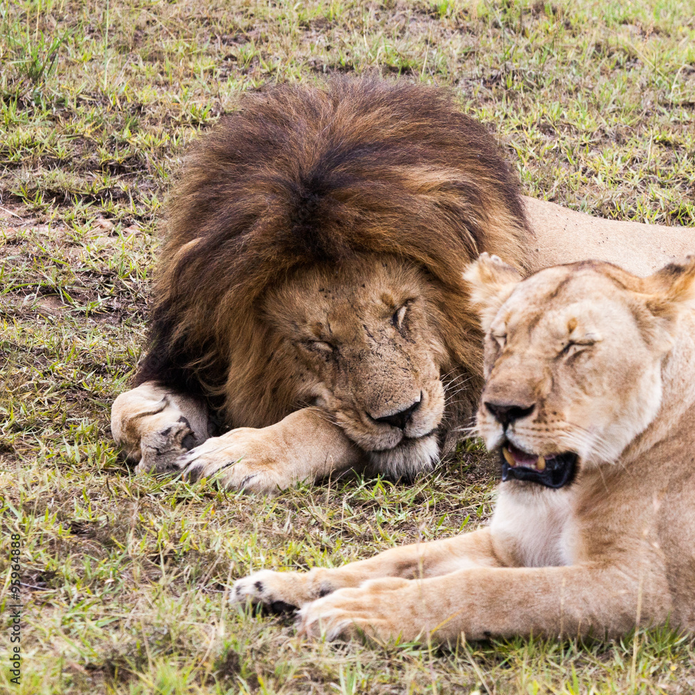 Male and female lion pair sleeping on green grass, Masai Mara Reserve, Kenya, Africa Male and female lion pair sleeping on green grass, Masai Mara Reserve, Kenya, Africa