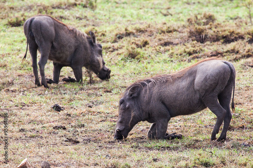 Two warthogs walking on knees with elbows bent to reach grass in Masai Mara National Reserve  Kenya  East Africa