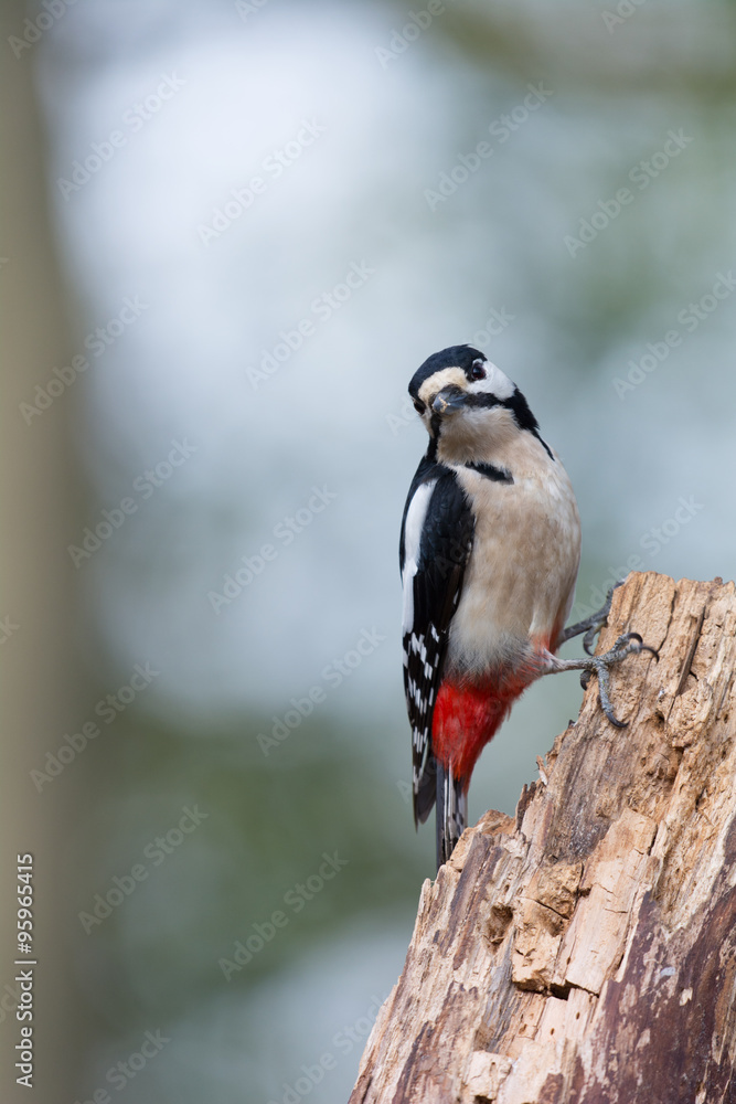Obraz premium Great spotted woodpecker