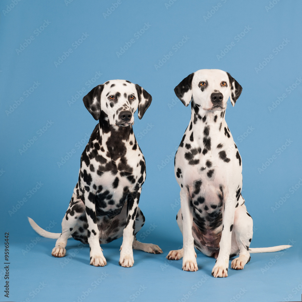 Dalmatian dogs on blue background