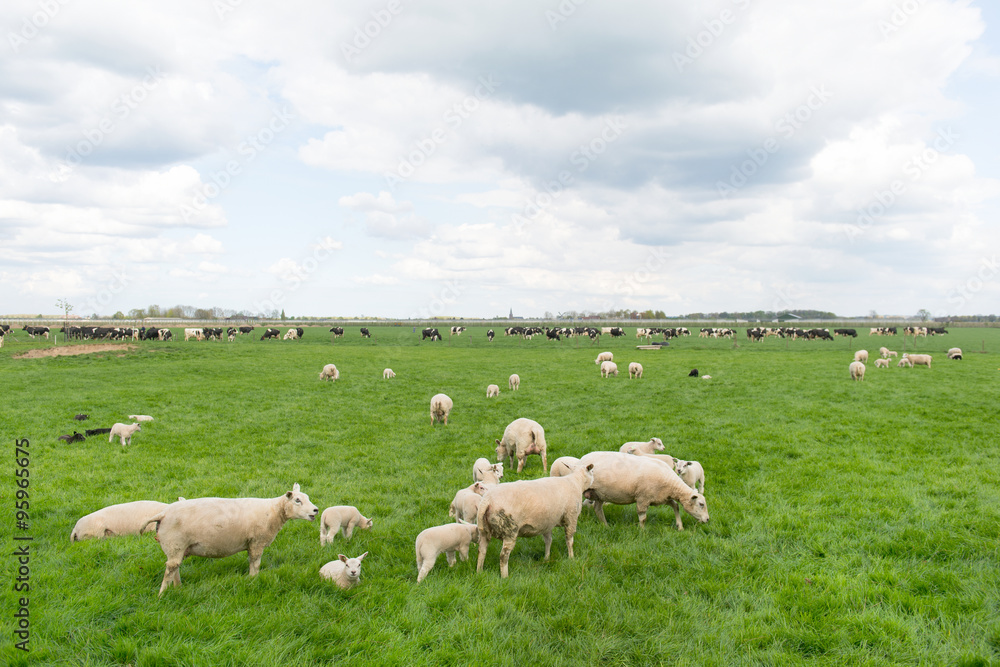 Grazing sheep and cows in meadow Grazing sheep and cows in meadow
