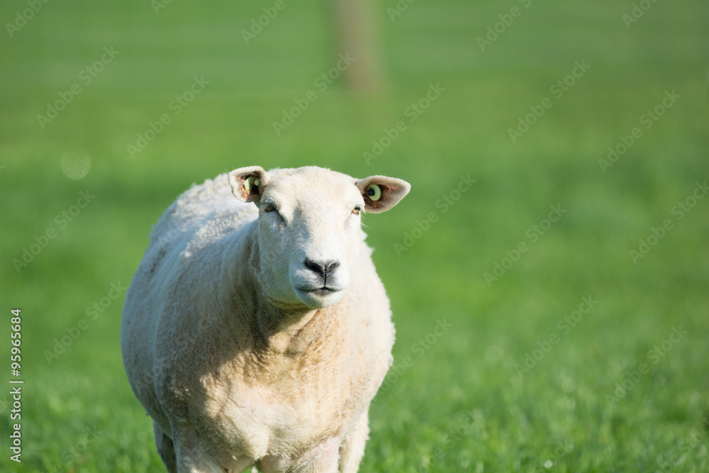 Fototapeta premium Sheep in meadows