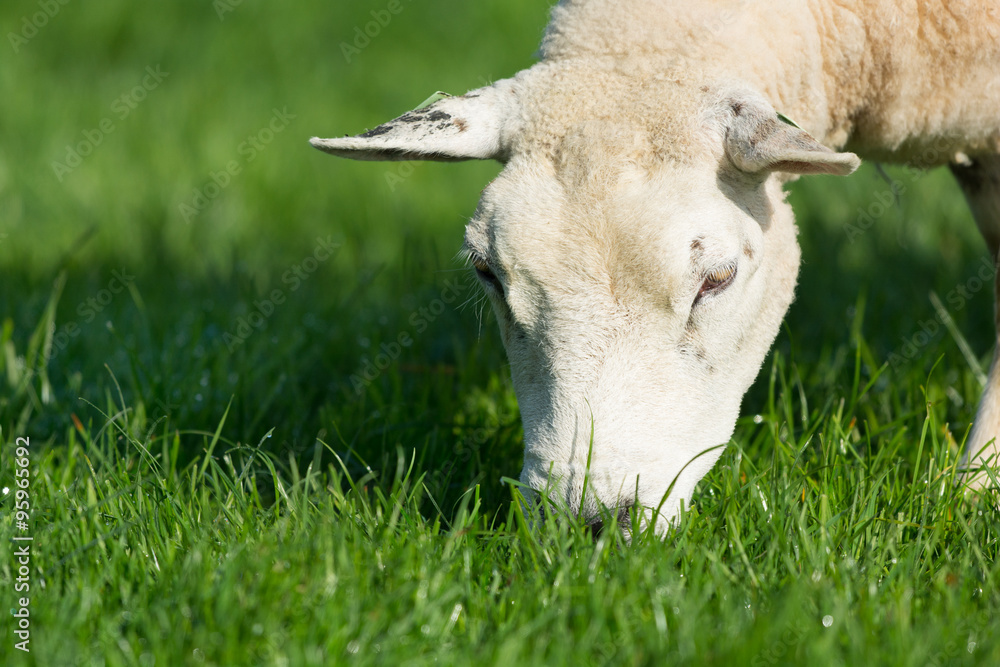 Obraz premium Grazing sheep