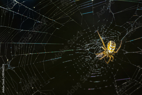 Yellow spider webs in the middle