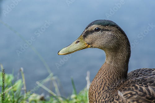 Portrait of wild duck with a pond