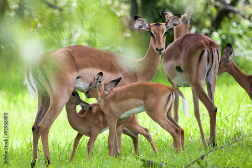 Baby Impala drinking milk, another one waiting for its turn, Mosi-oa Tunya Nation Park, Zambia, Africa photo