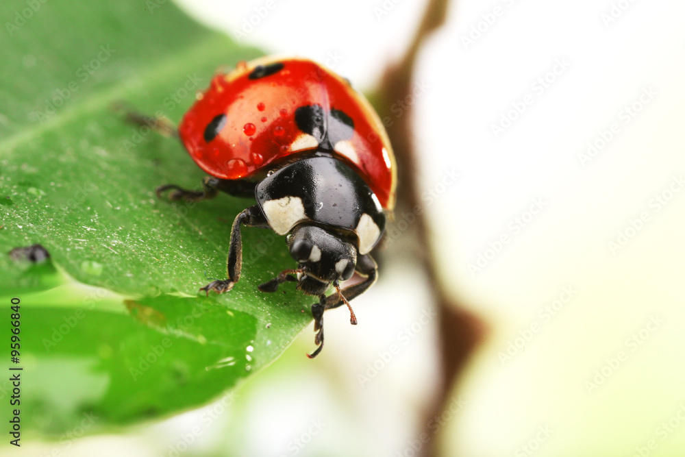 Fototapeta premium Ladybug on leaf, closeup