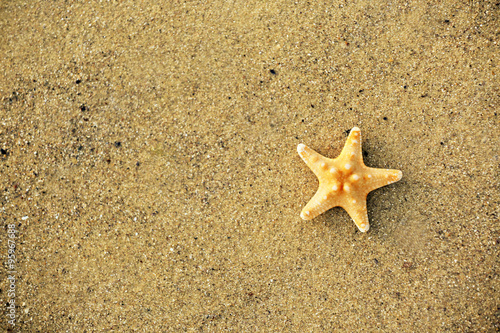 Beautiful starfish on sandy beach