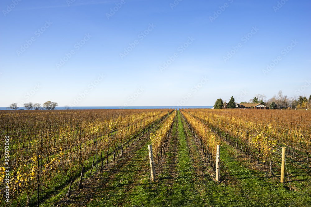 Scenic Vineyard by Lake Ontario