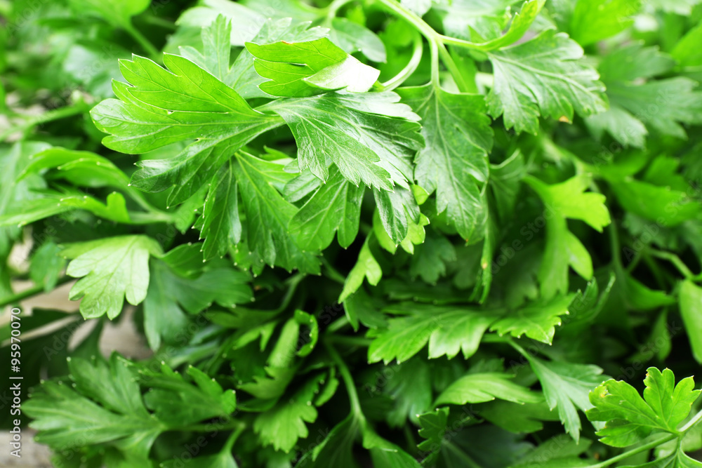 Fresh parsley closeup Fresh parsley closeup