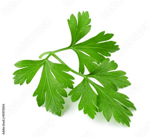 Photography Fresh parsley isolated on white