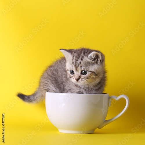 Fotografie, Obraz cute kittens sitting inside in pastel containers on yellow backg