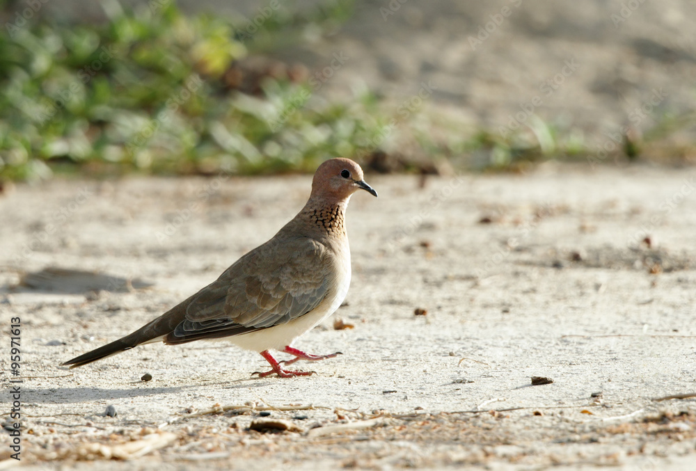 Obraz premium Laughing Dove