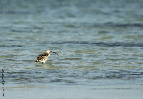 beautiful Curlew