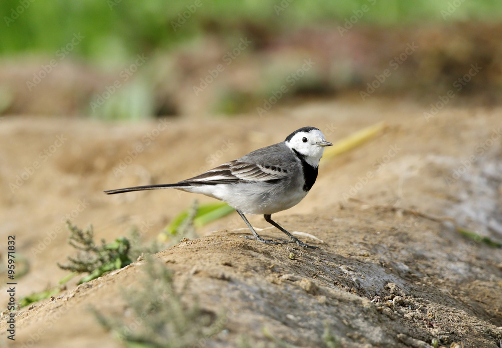 Beautiful White wagtail Beautiful White wagtail