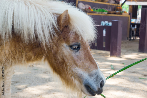dwarf horse in Thailand farm
