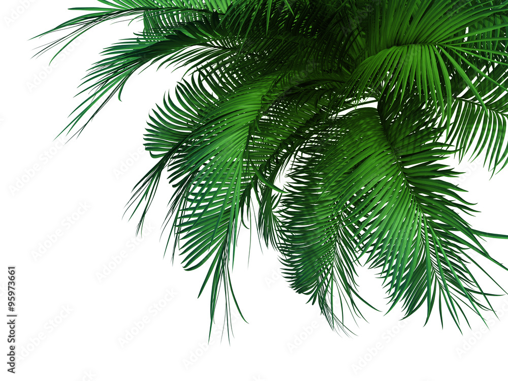 palm tree