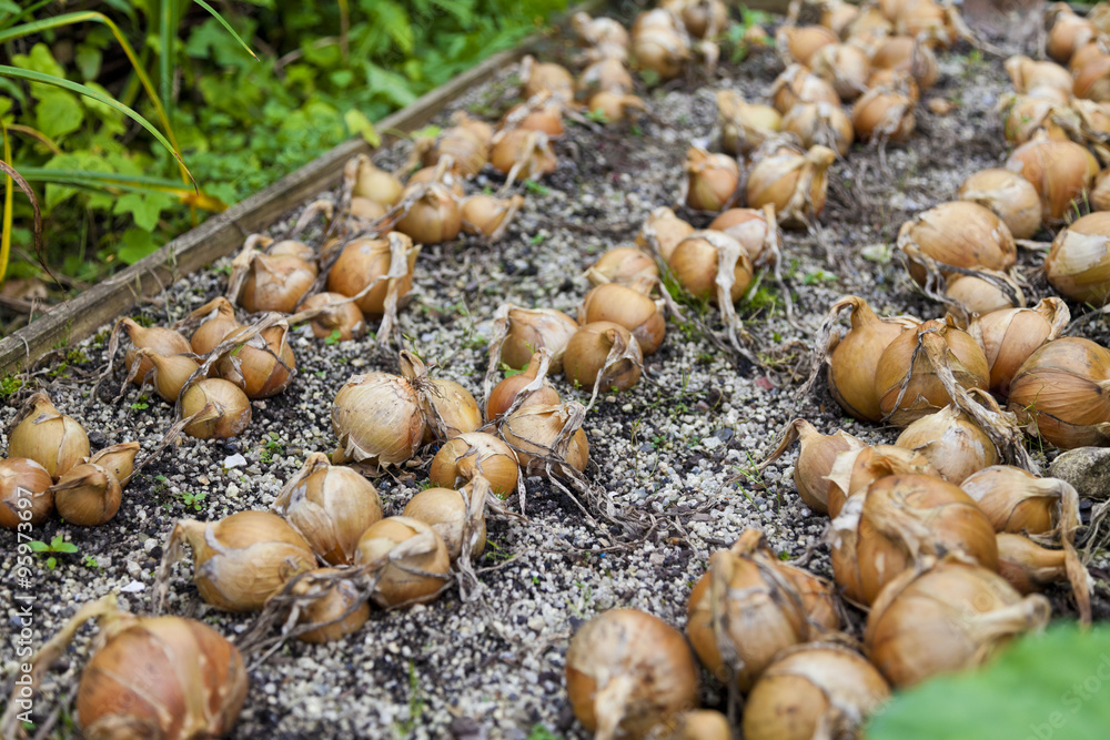 Fresh organic onions