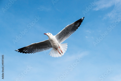 Beautiful Seagulls flying in the sky © ake1150