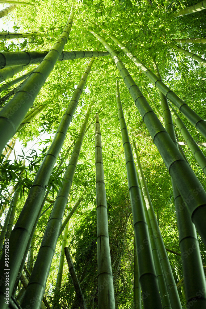 Fototapeta premium Lush green bamboo
