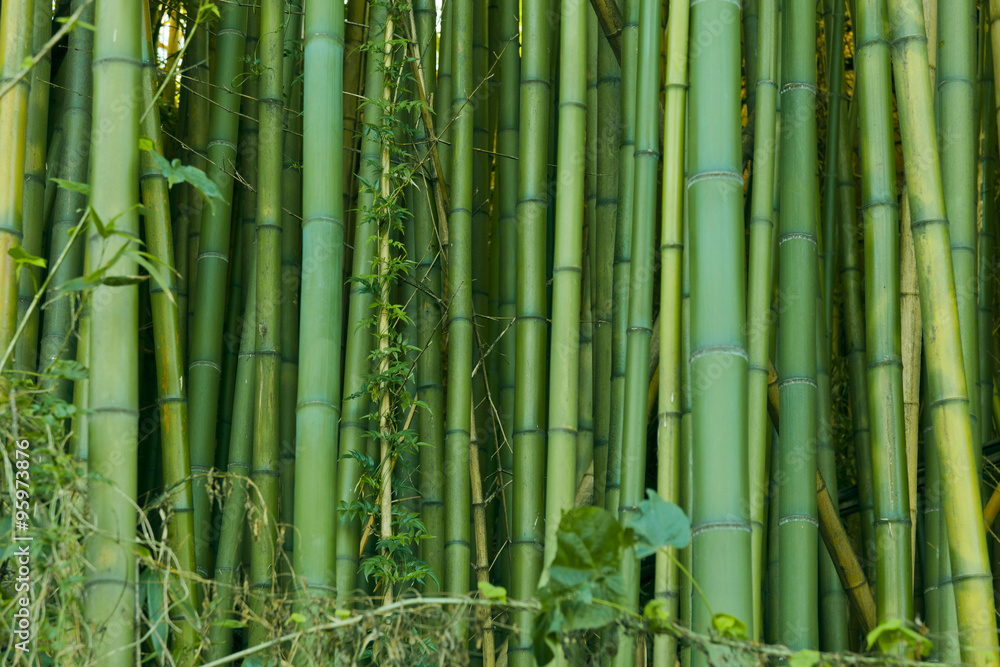 Fototapeta premium Green bamboo nature background
