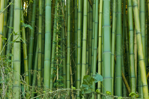 Fototapeta Naklejka Na Ścianę i Meble -  Green bamboo nature background