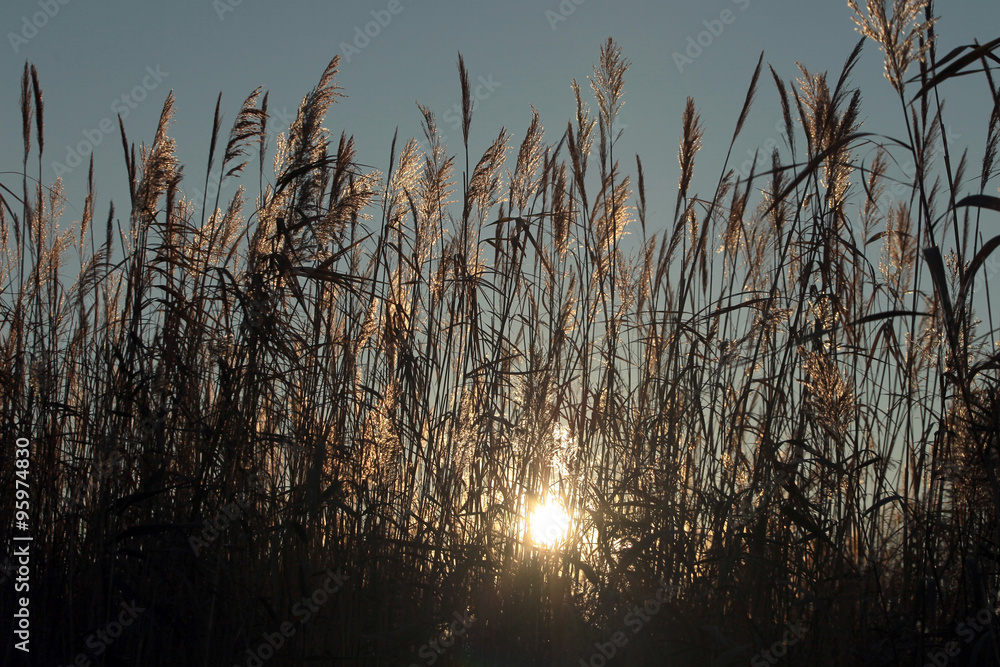 Fototapeta premium утро в плавнях