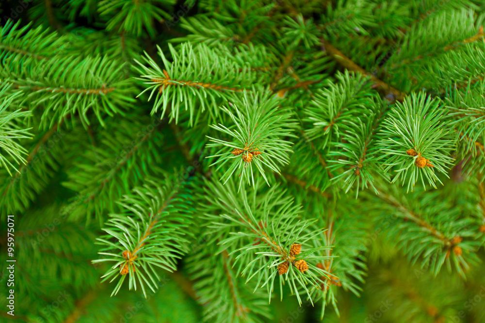 Fototapeta premium Pine tree background