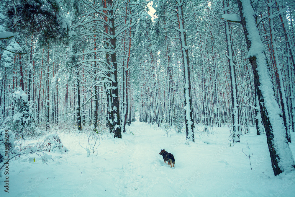 Dog running in the winter forest Dog running in the winter forest