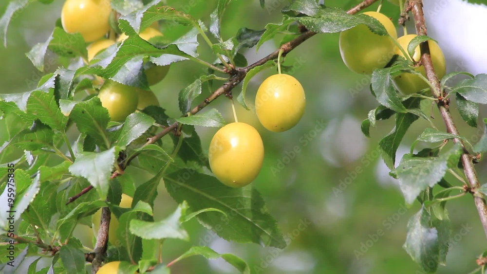 yellow plum tree with ripe fruits  
