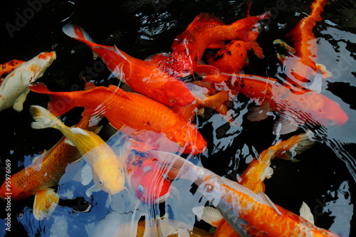 various color koi fish swimming in pool