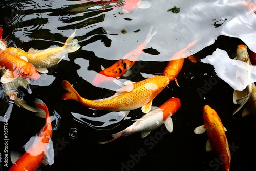 various color koi fish swimming in pool