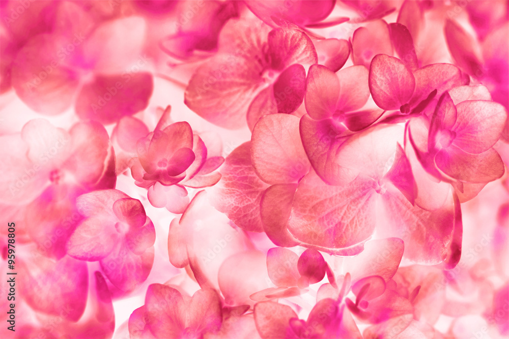 the abstract background of red hydrangea flowers with  fluoresce
