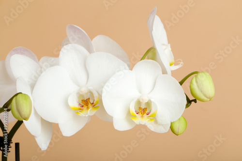 Fototapeta Naklejka Na Ścianę i Meble -  romantic branch of white orchid