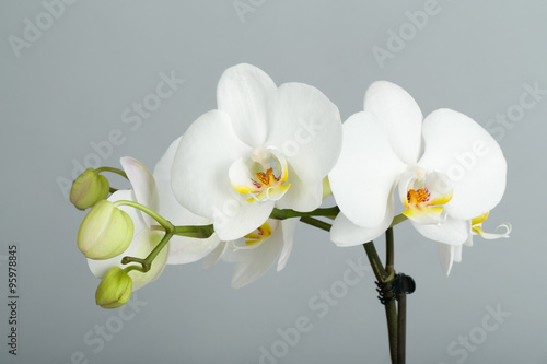 Fototapeta Naklejka Na Ścianę i Meble -  romantic branch of white orchid