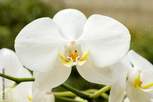 Fototapeta Naklejka Na Ścianę i Meble -  romantic white orchid